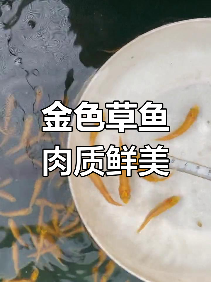 俄罗斯金草鱼:观赏与食用兼备,生长迅速