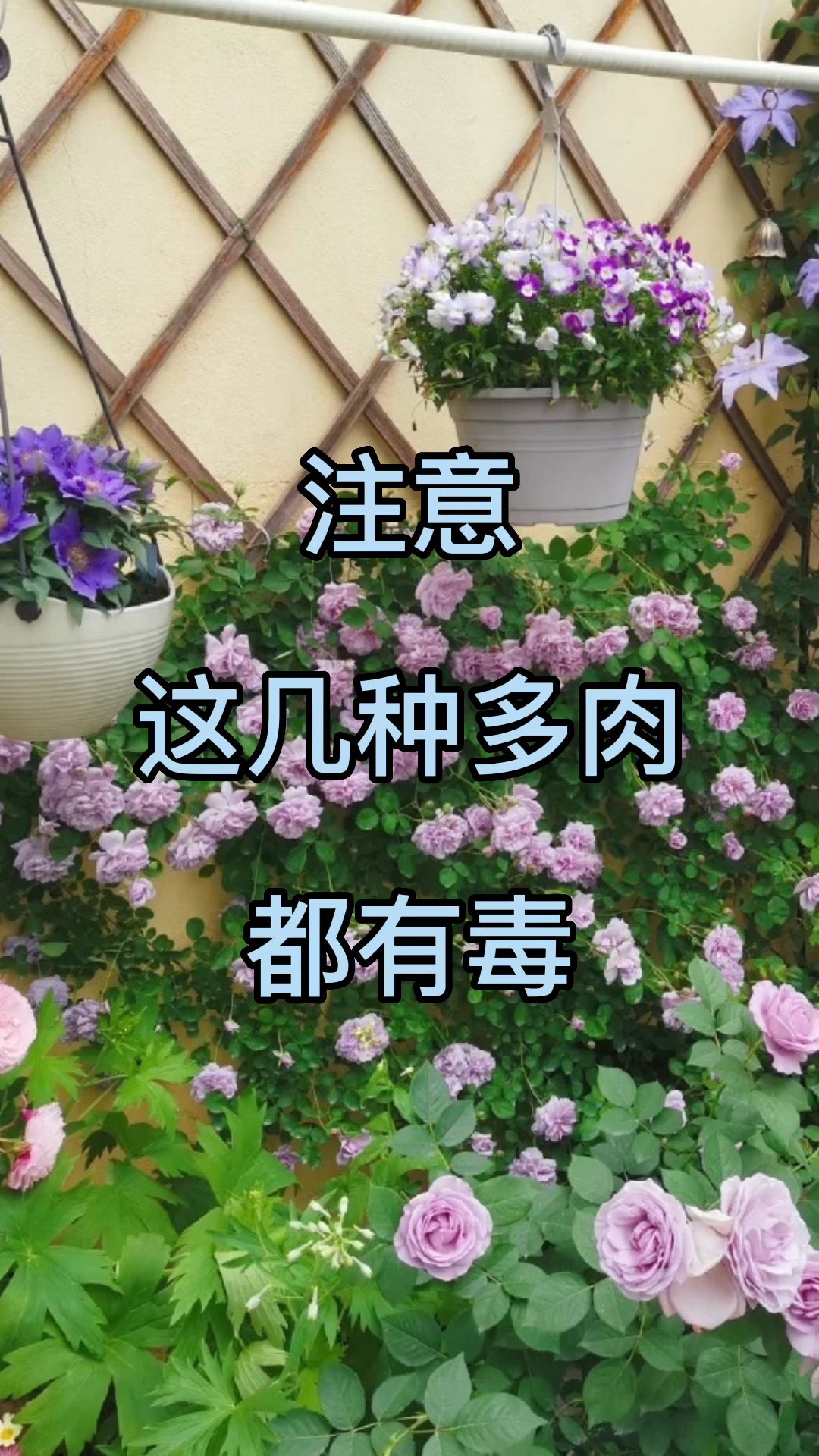 注意这几种多肉都有毒