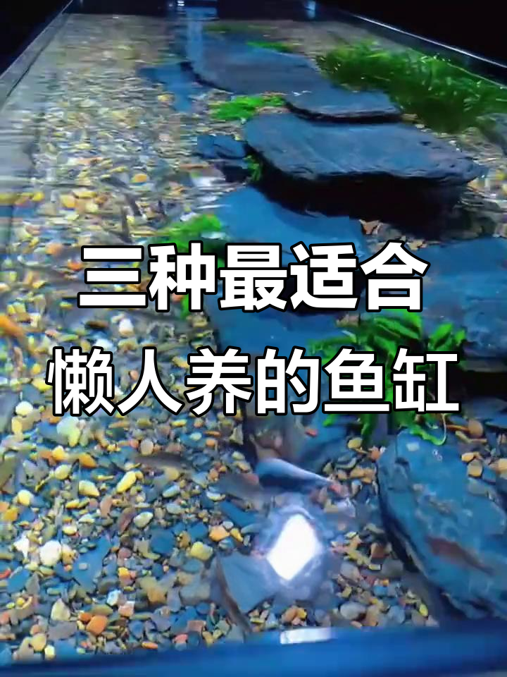 适合懒人的三种鱼缸类型,轻松打造自然水景