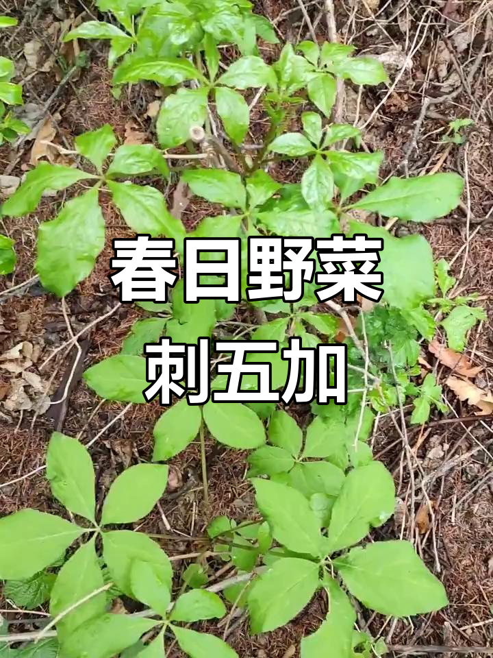 春季野菜,刺五加嫩芽苦中带甘,能补虚强身
