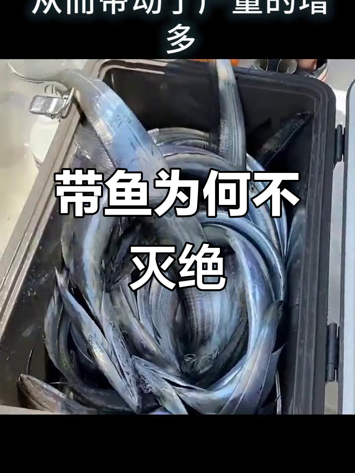每年吃掉100万吨带鱼,为何它们没有灭绝?
