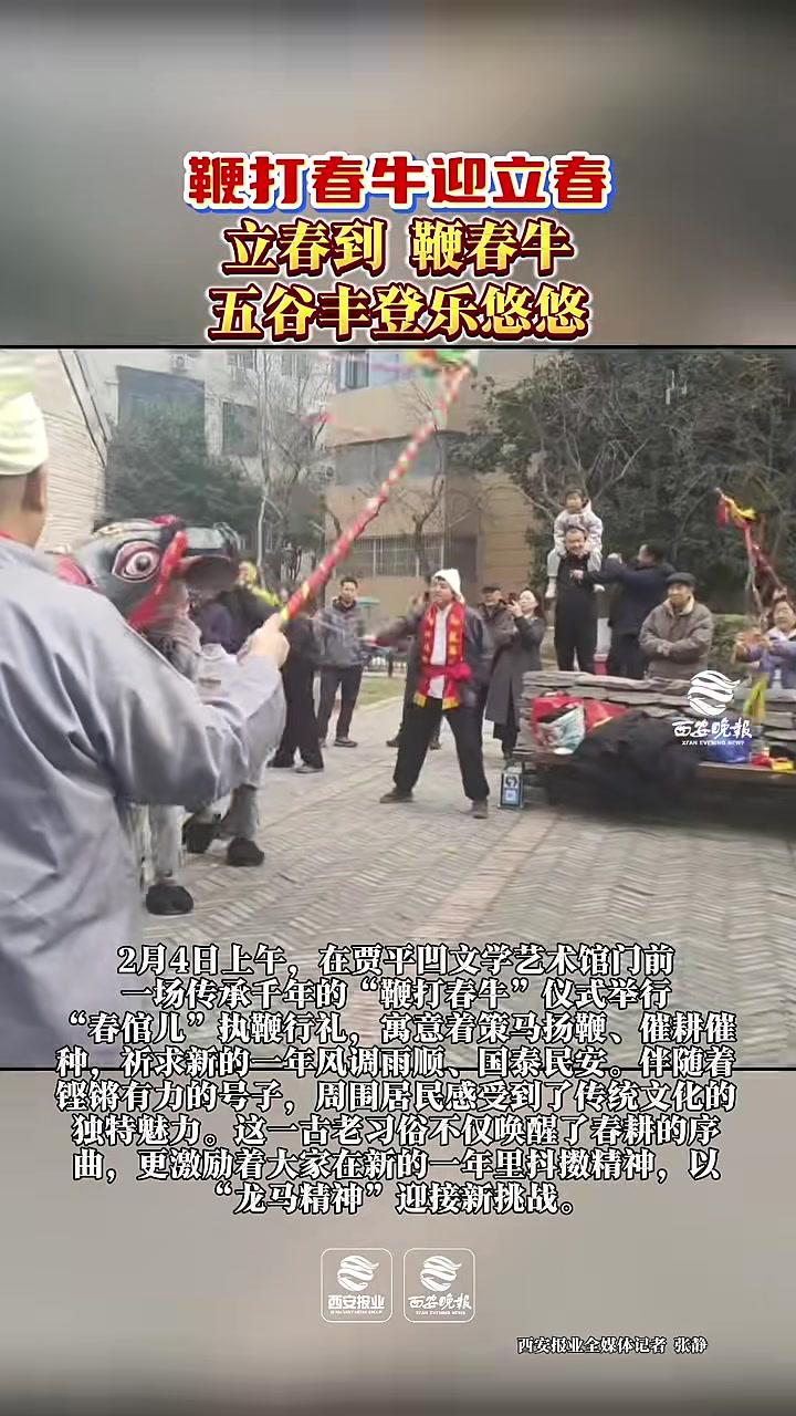 鞭打春牛迎立春立春到,鞭春牛,五谷丰登乐悠悠。2月4日上午,在贾平凹文学艺术馆门前,一场传