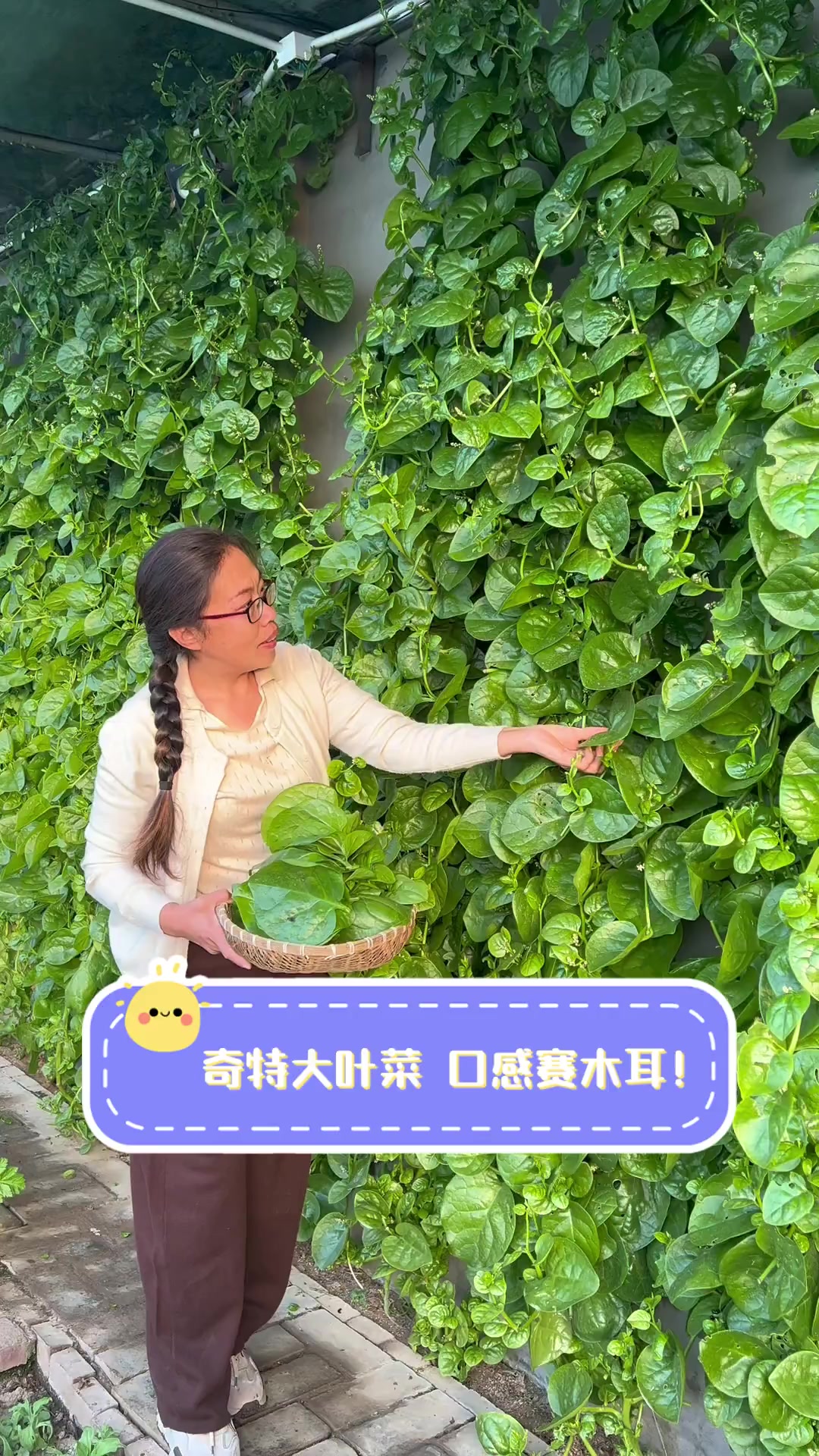 奇特大叶菜,口感赛木耳!