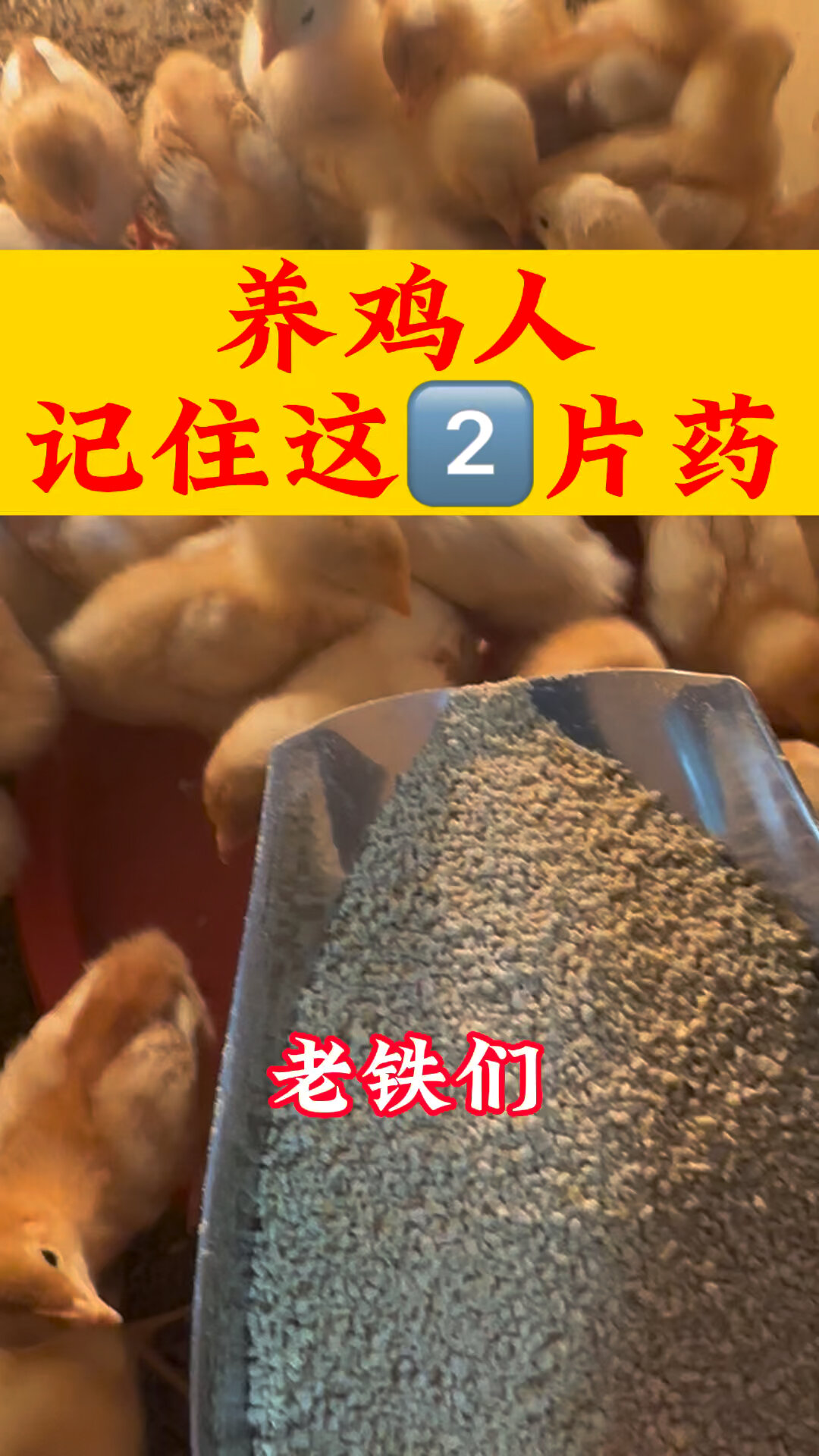 养鸡人记住这2片药