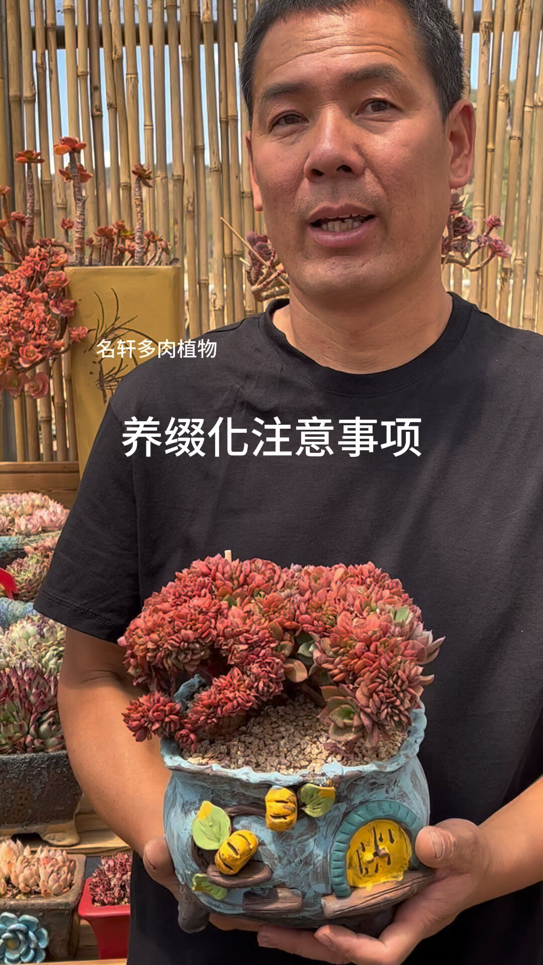 多肉植物缀化注意事项