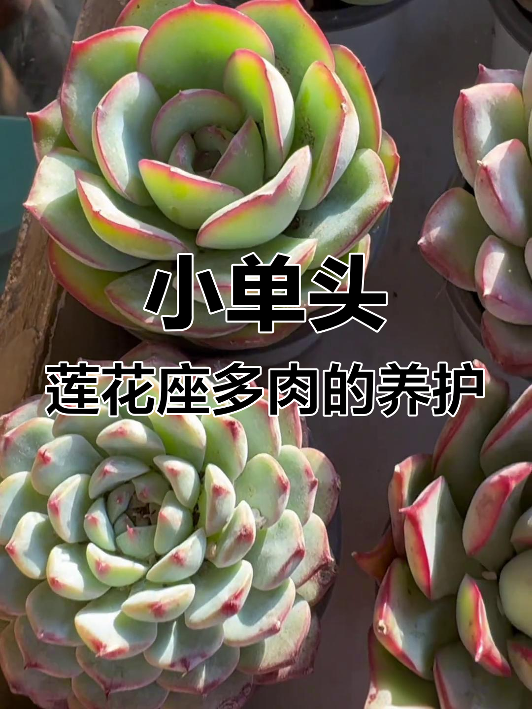 莲花座小多肉养护技巧,控水、花盆选择全攻略