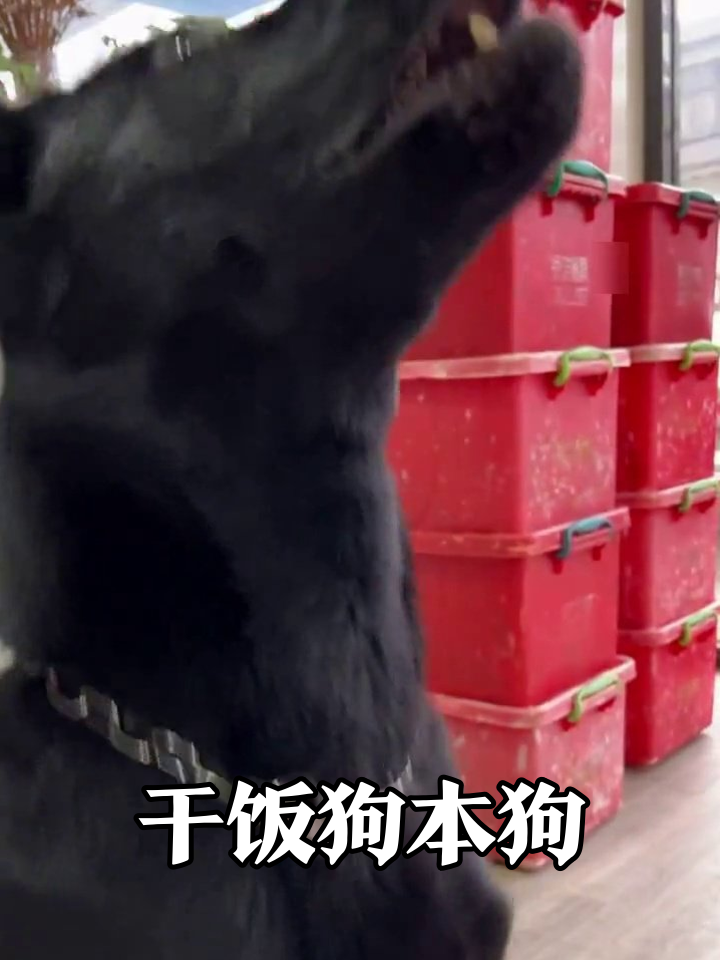 狗子饿到对空气狂炫饭,脖子仰成表情包,红箱子都压不住干饭魂