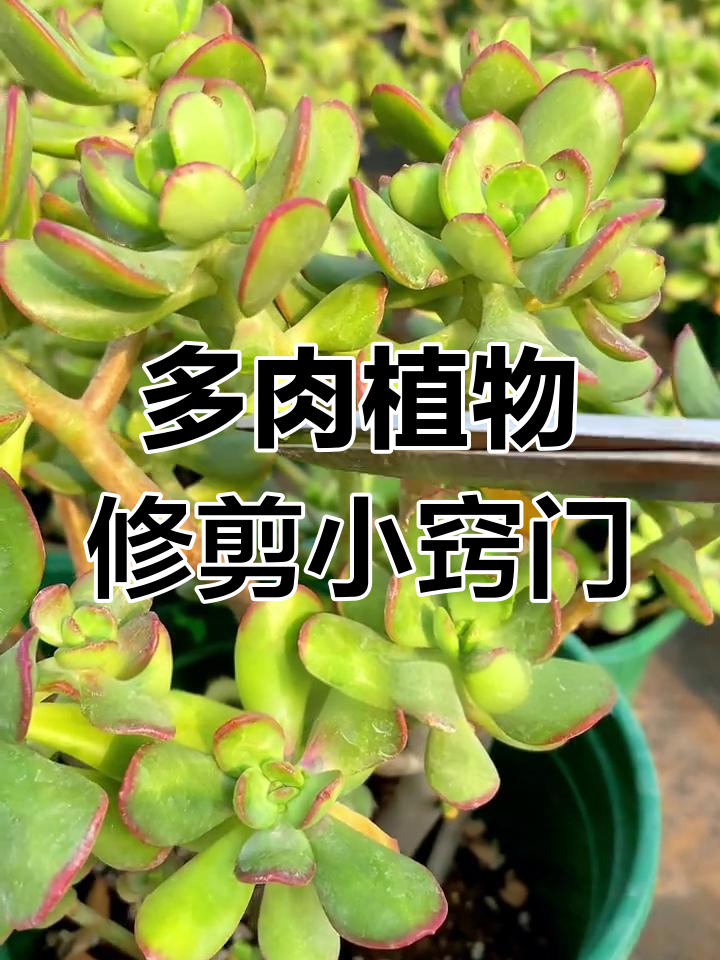 修剪多肉植物的小技巧,避免留下伤疤