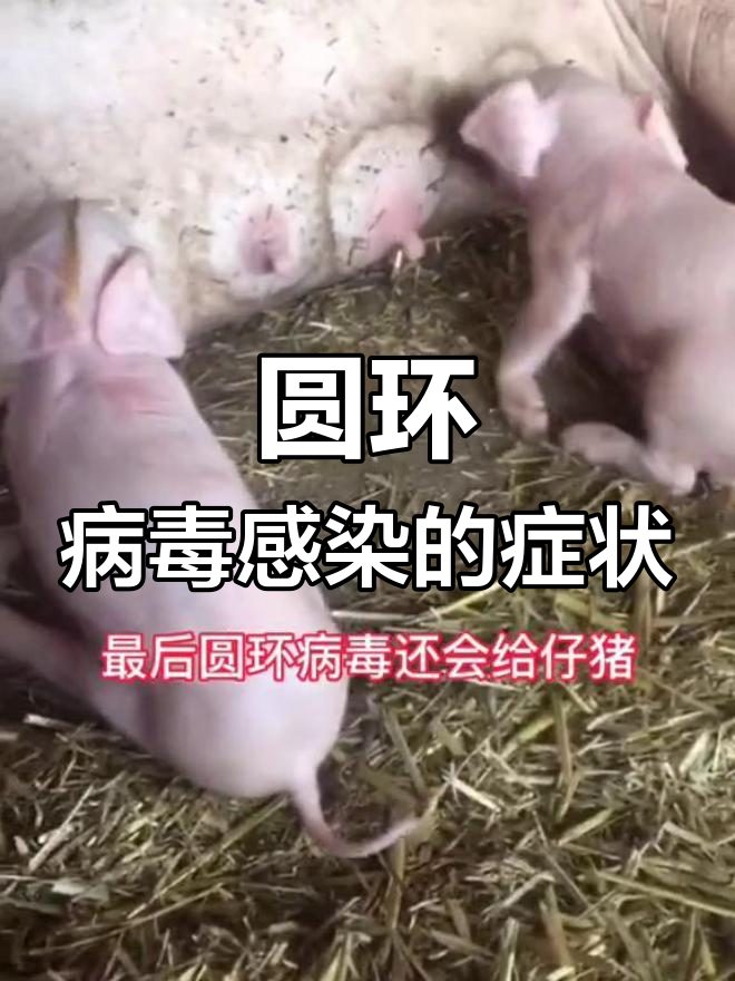 圆环病毒症状全解析:从震颤到慢性消耗症