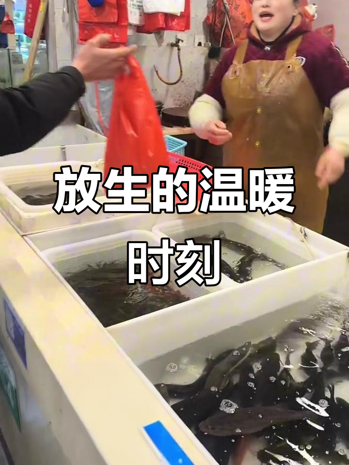 63岁父亲放生鲤鱼,记录真实生活瞬间