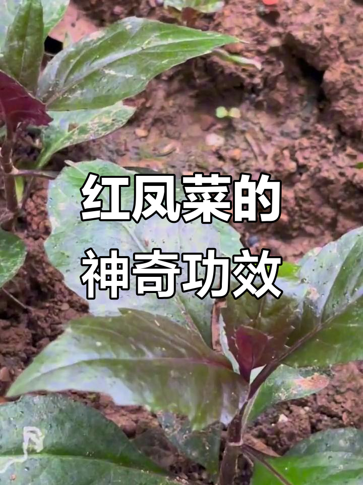红凤菜：补血又耐造，为何总有人担心它有毒？