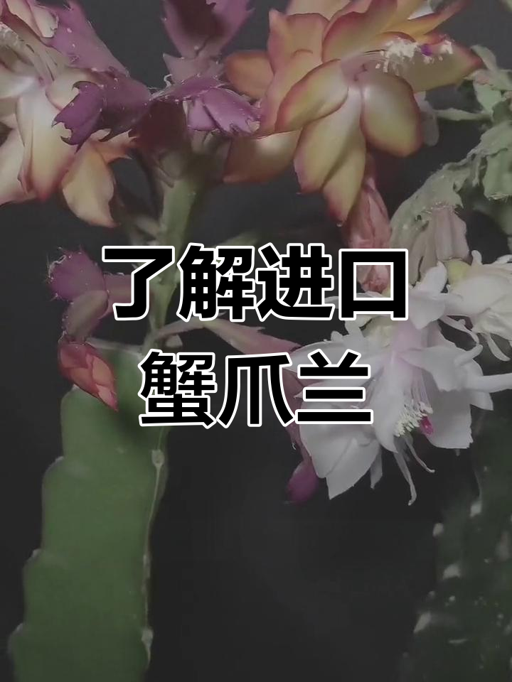 进口蟹爪兰品种解析