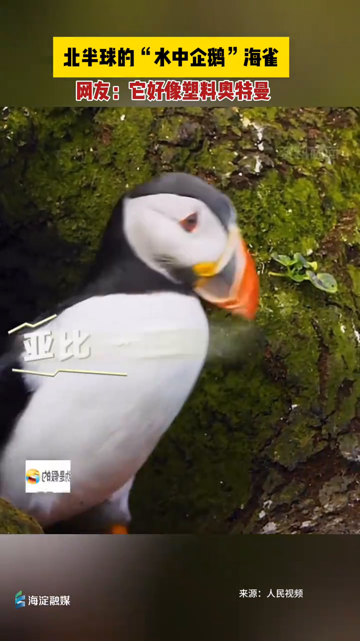 北半球的“水中企鹅”海雀,“它好像塑料奥特曼啊”