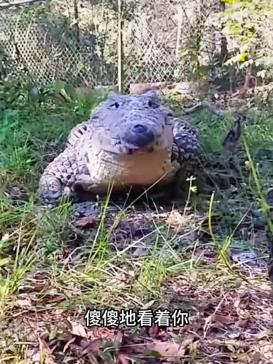 古巴鳄,鳄中哈士奇,唯一跳跃走路的鳄鱼