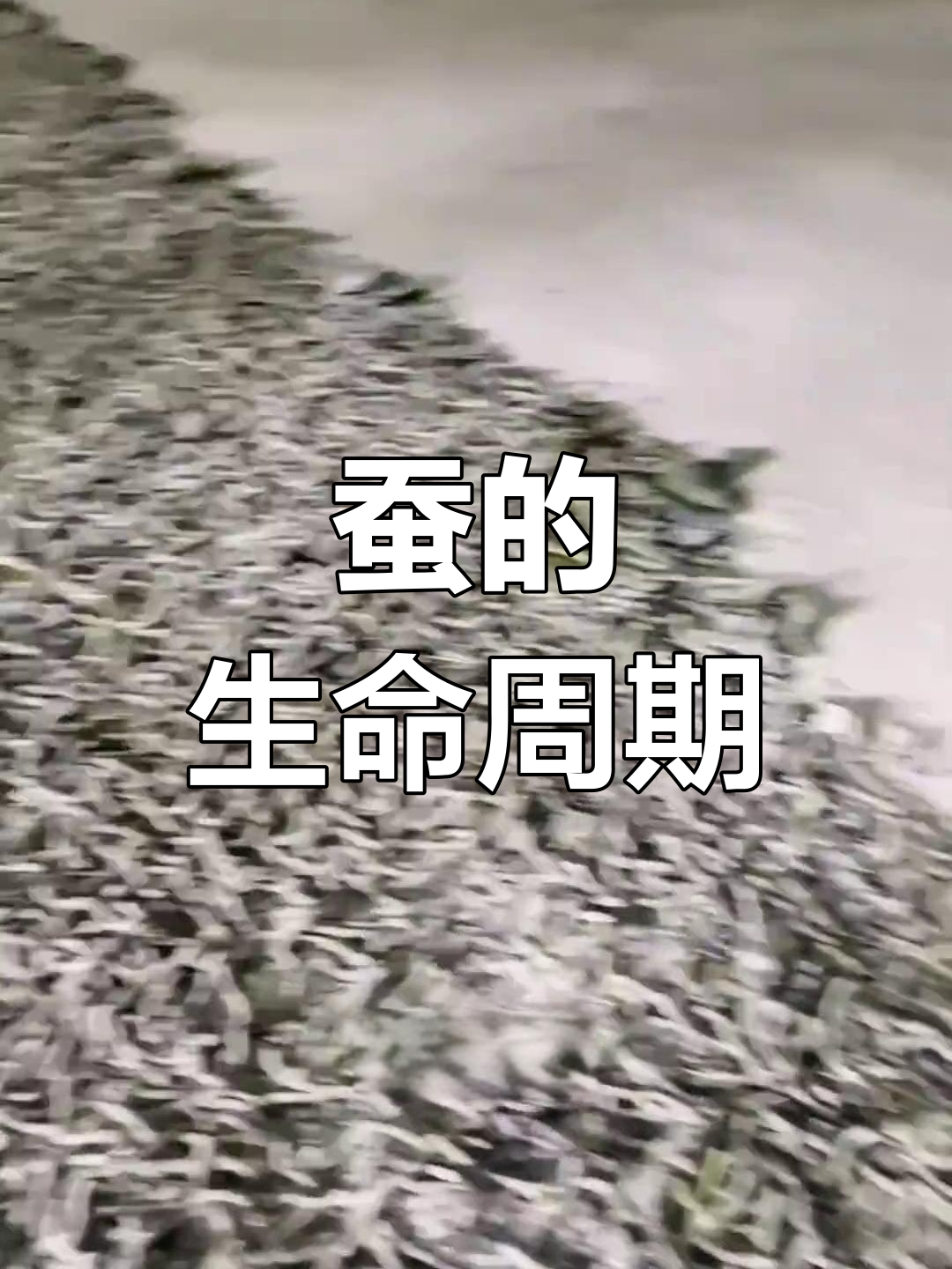 蚕的一生:从孵化到结茧的46-65天