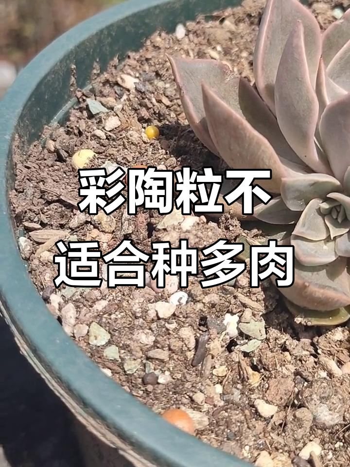 彩色陶粒铺面好看但透气性差,多肉种植不推荐