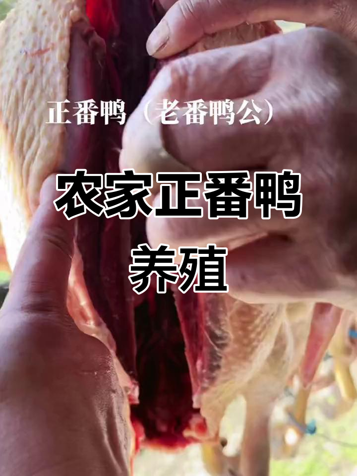 正番鸭农村散养，喂玉米稻谷青菜，肉质鲜美如牛肉