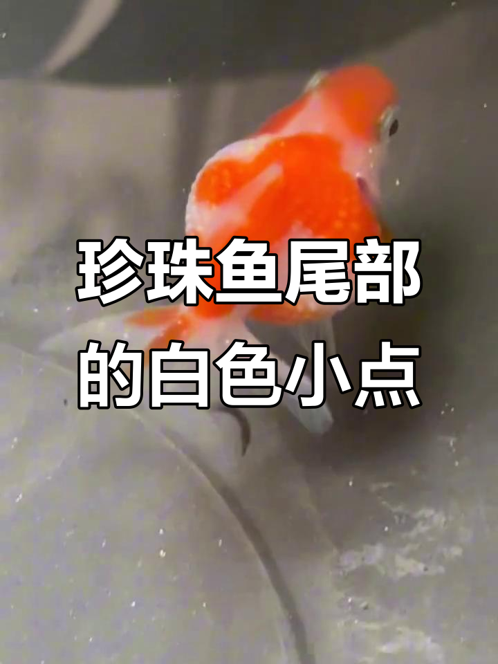 金鱼尾巴上的白点，竟然是这种寄生虫！