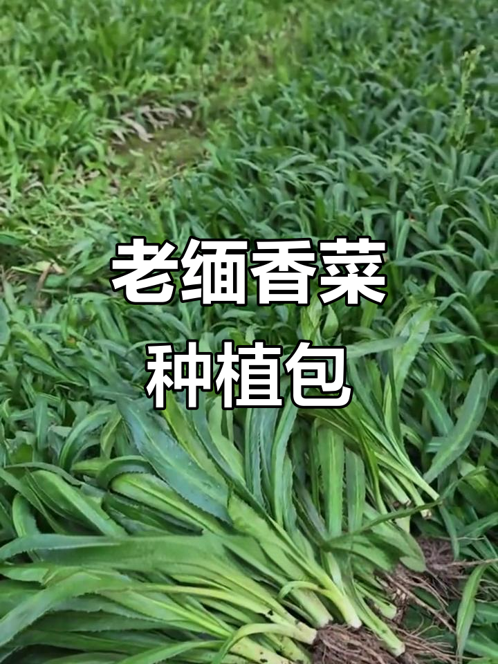 新鲜老缅芫荽，根茎可种，云南特产，100克种植包