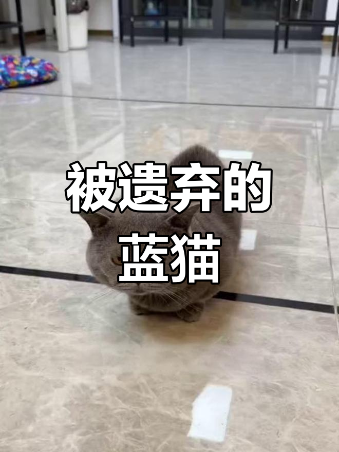 邻居弃养的蓝猫,竟成了我家的“肌肉猛男”
