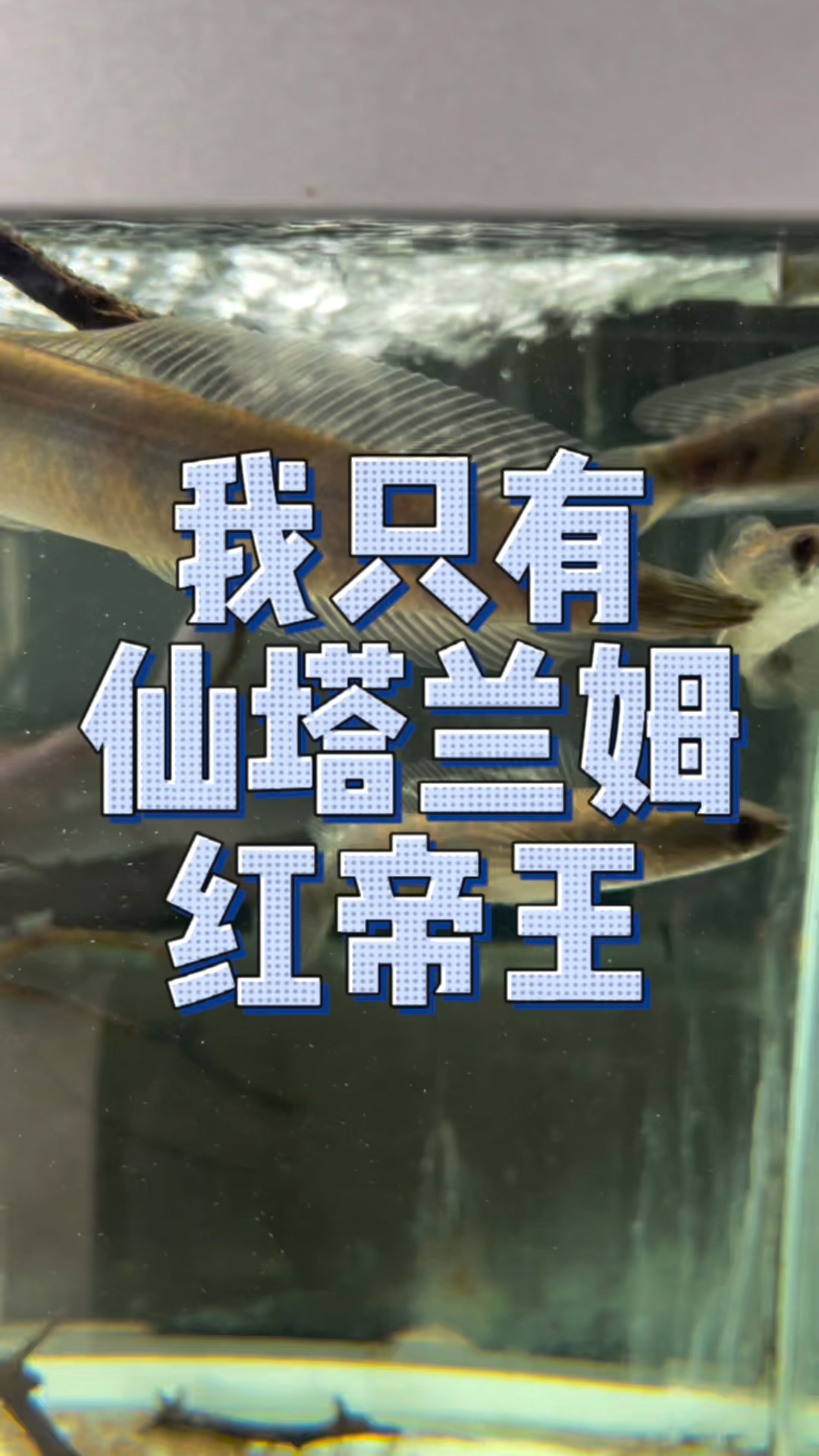 仙塔兰姆红帝王