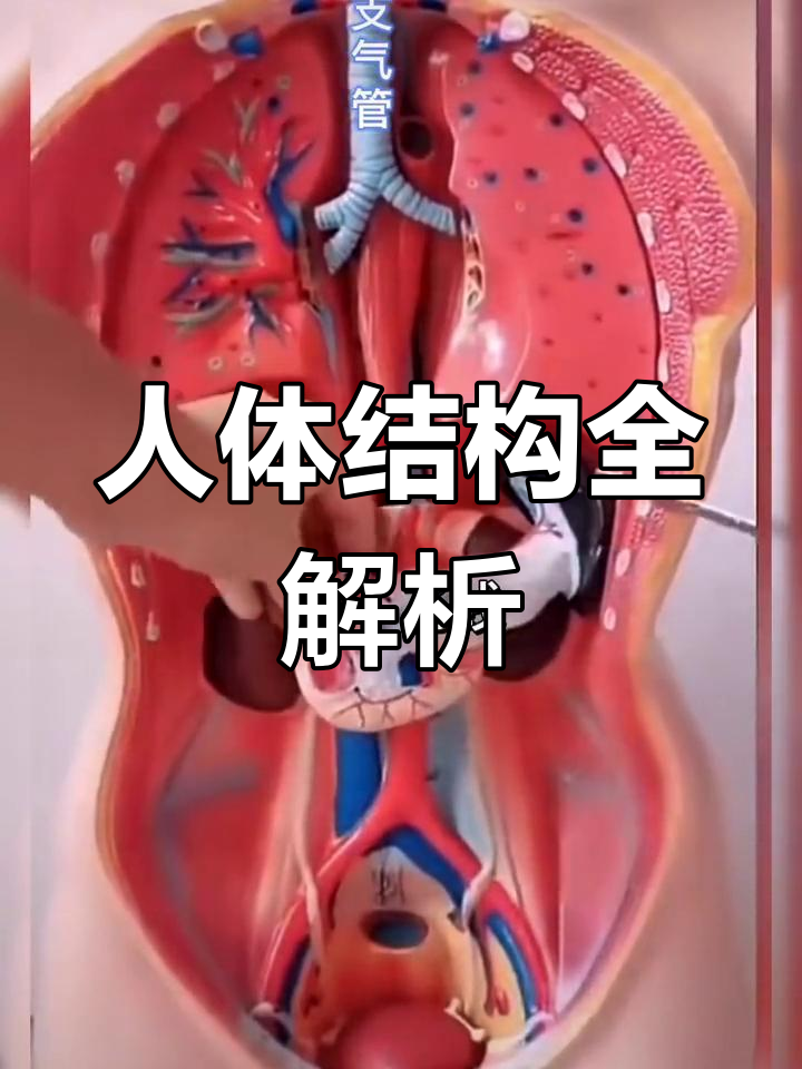 人体解剖图,看看这些器官你都了解吗?