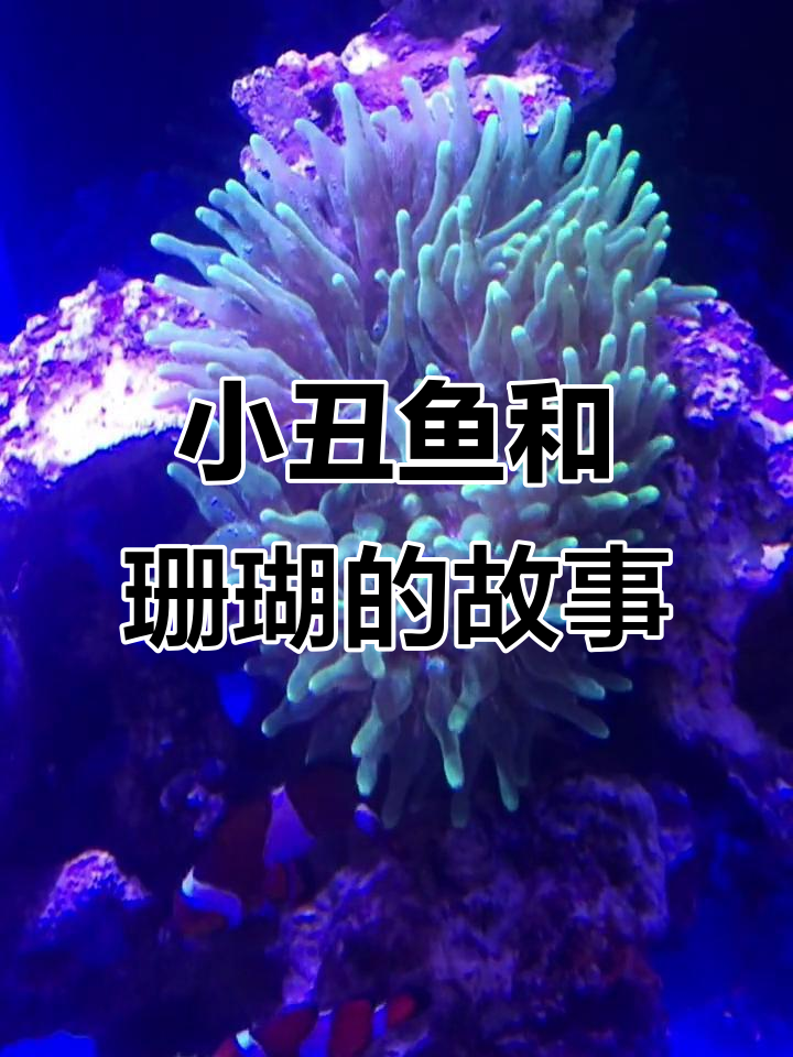 小丑鱼与珊瑚的海洋奇观,奶嘴珊瑚里的秘密