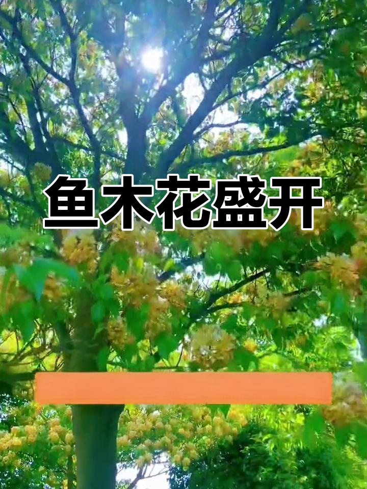 鱼木花开,春末美景如画!
