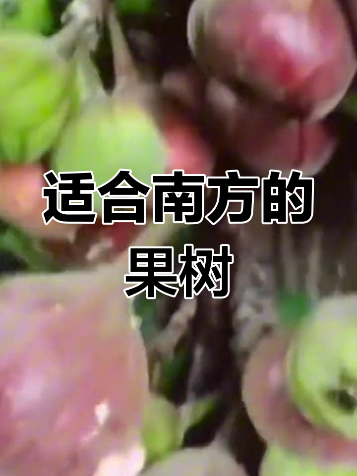 南方果树品种推荐,无花果熟了!