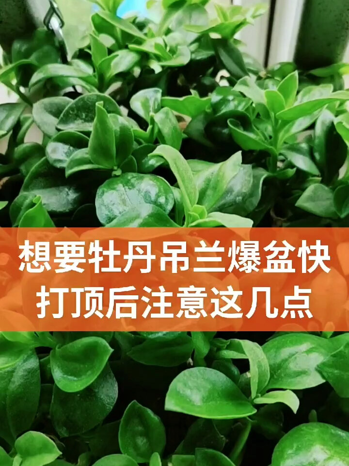 想要牡丹吊兰爆盆打顶后建议这样做