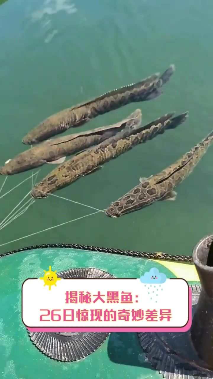 揭秘大黑鱼:26日惊现的奇妙差异