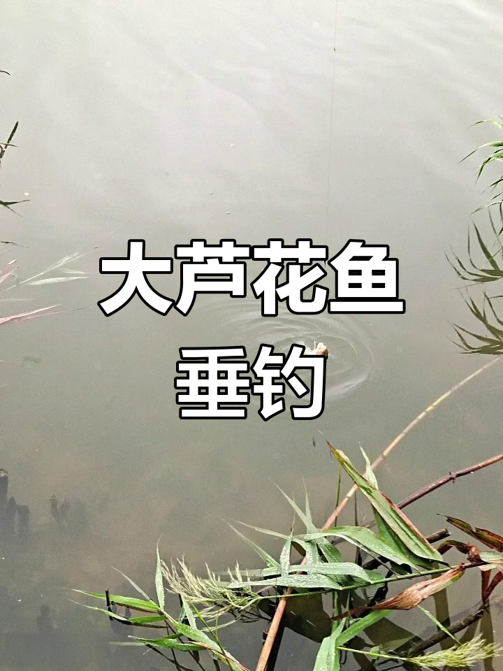 探钓大芦花鱼,挑战完美垂钓