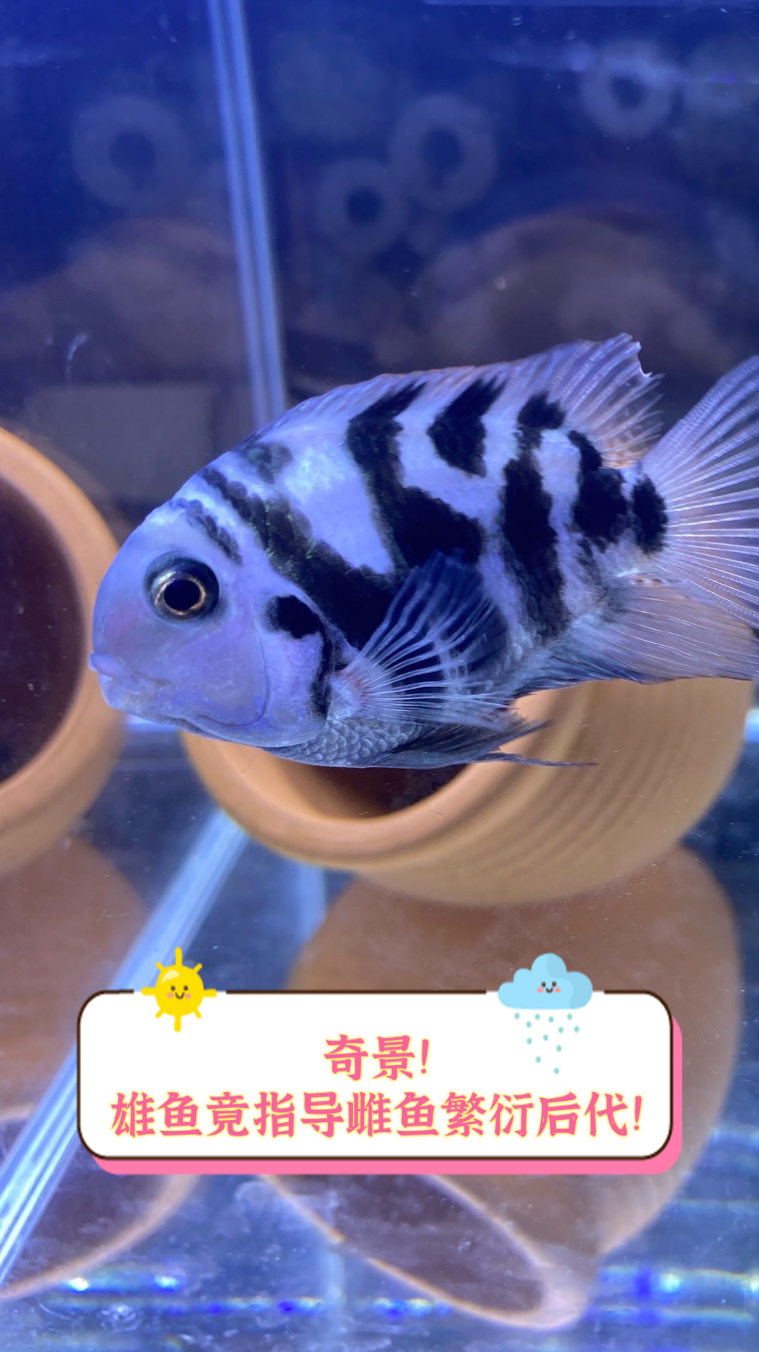 奇景!雄鱼竟指导雌鱼繁衍后代!