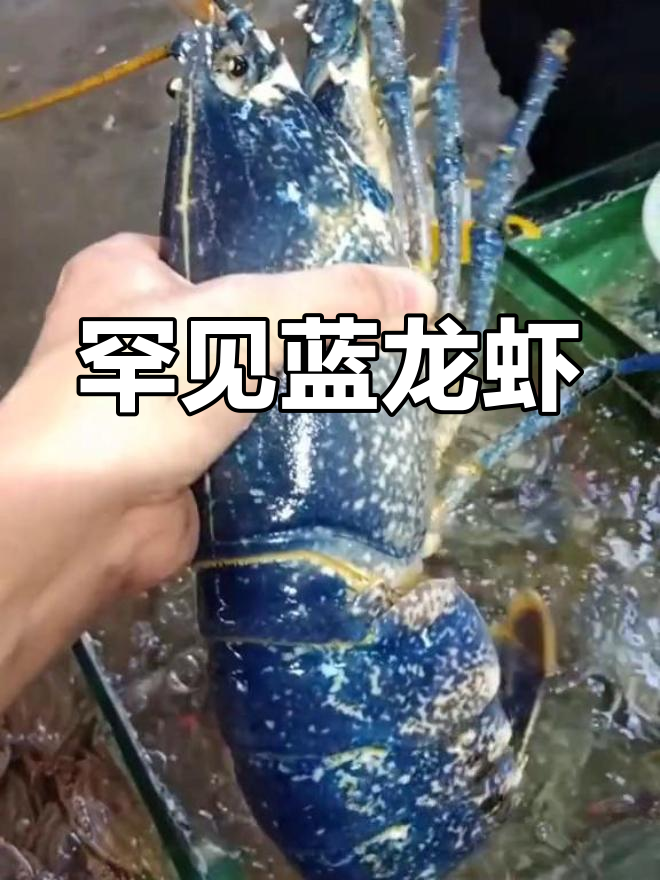 蓝色波士顿龙虾,稀有又美丽!