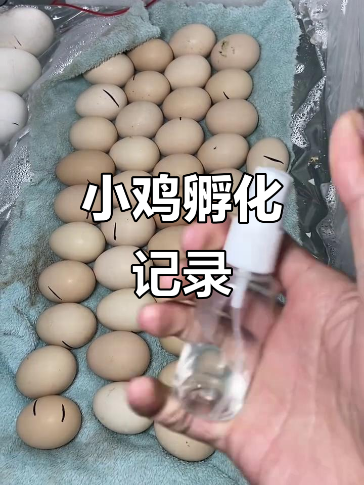孵化小鸡的日常：从二十天到破壳，照蛋器帮你判断活力