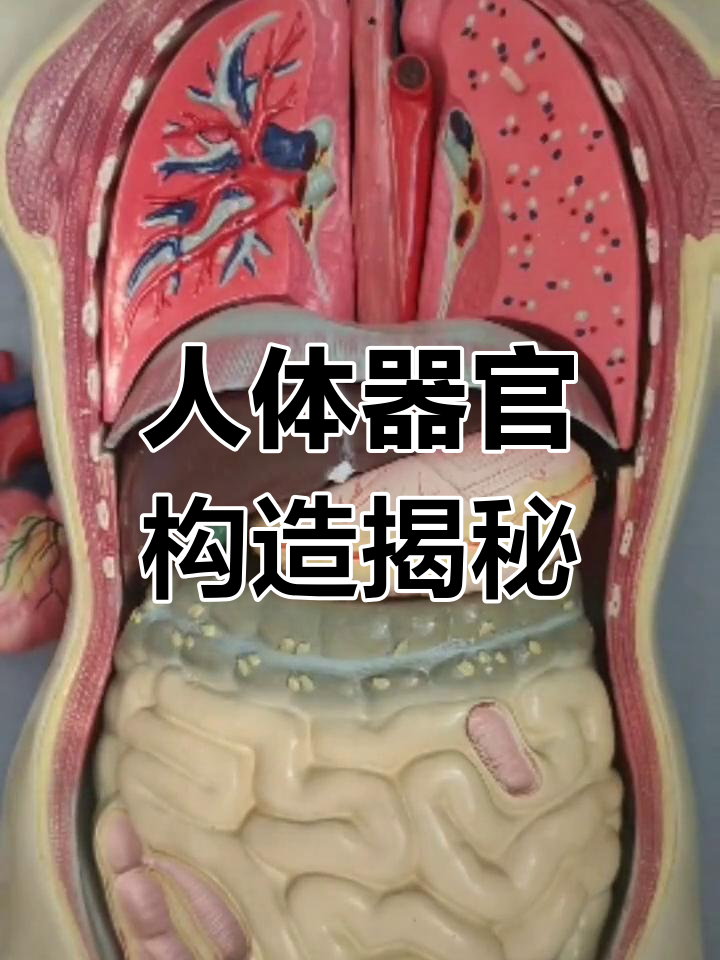 人体气管结构解析,了解各部位功能