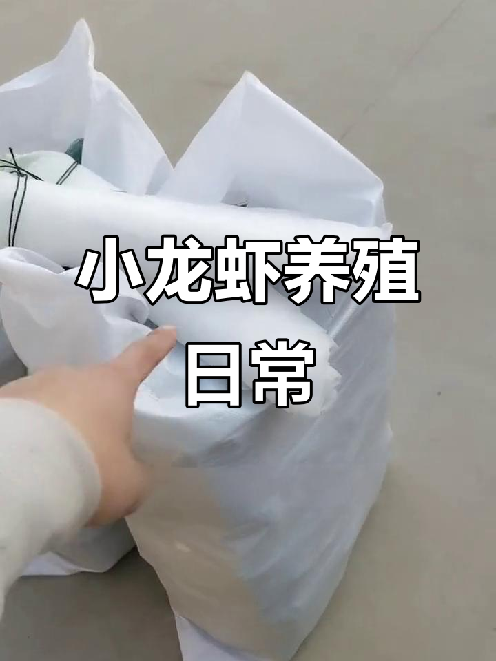 打包发货的辛酸与无奈,小龙虾养殖背后的故事