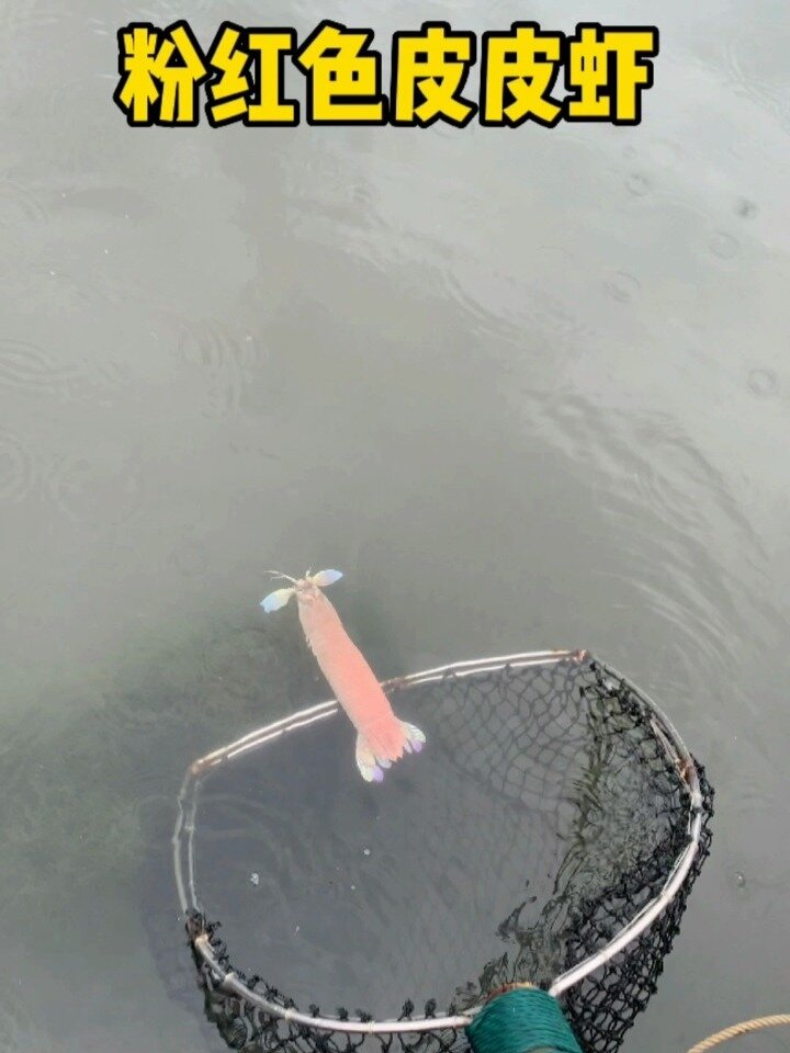 粉红色皮皮虾