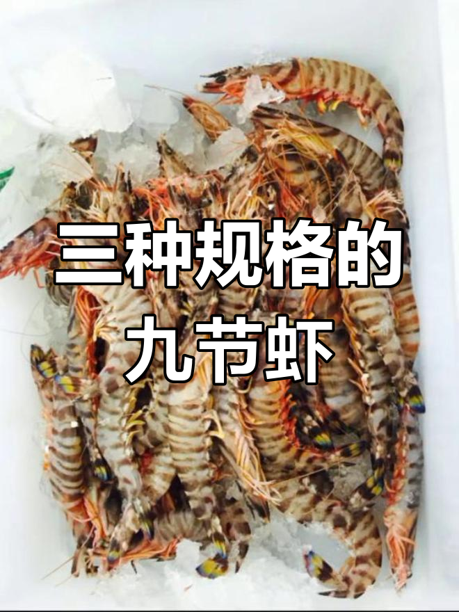 九节虾、竹节虾和班节虾,三种规格可选