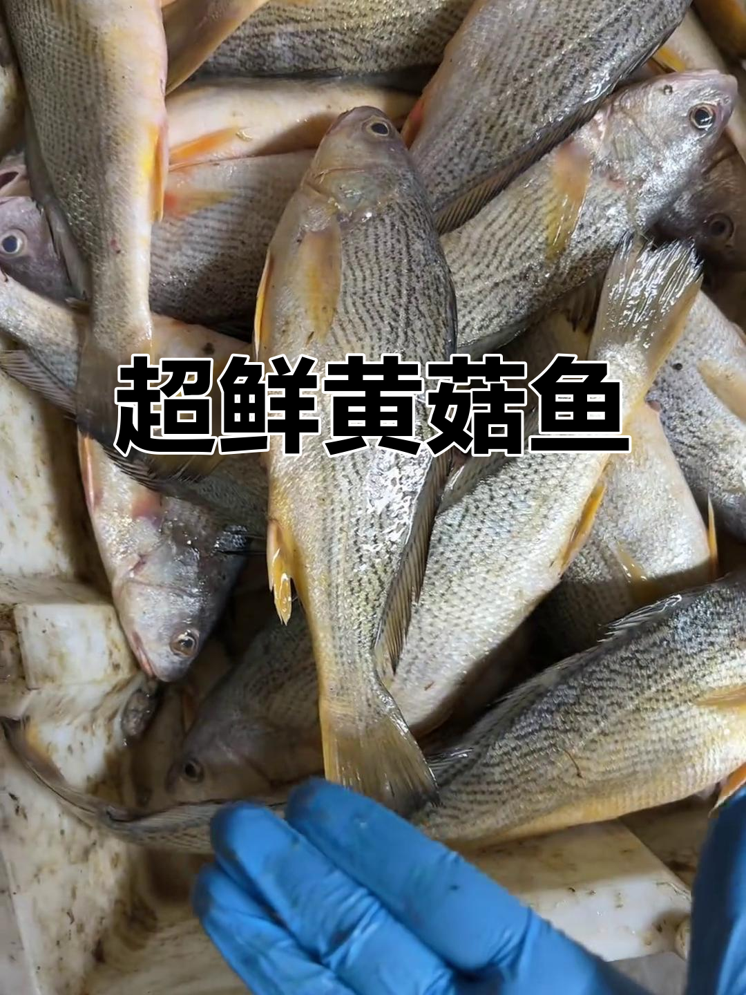 新鲜黄姑鱼,家庭必备美味海鲜