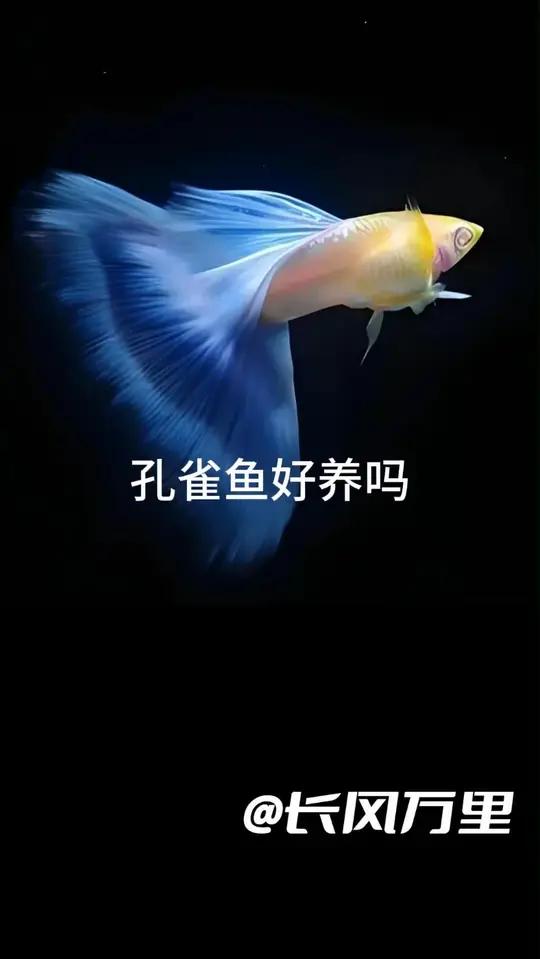 孔雀鱼好养吗?