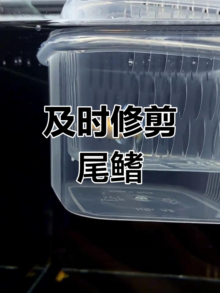 孔雀鱼产卵,尾巴大要及时剪掉,别心疼!