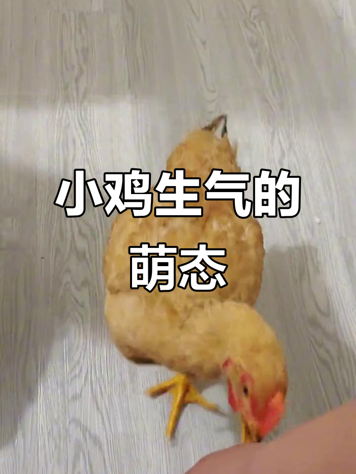 小鸡生气时,脑袋短路的样子简直无敌搞笑!