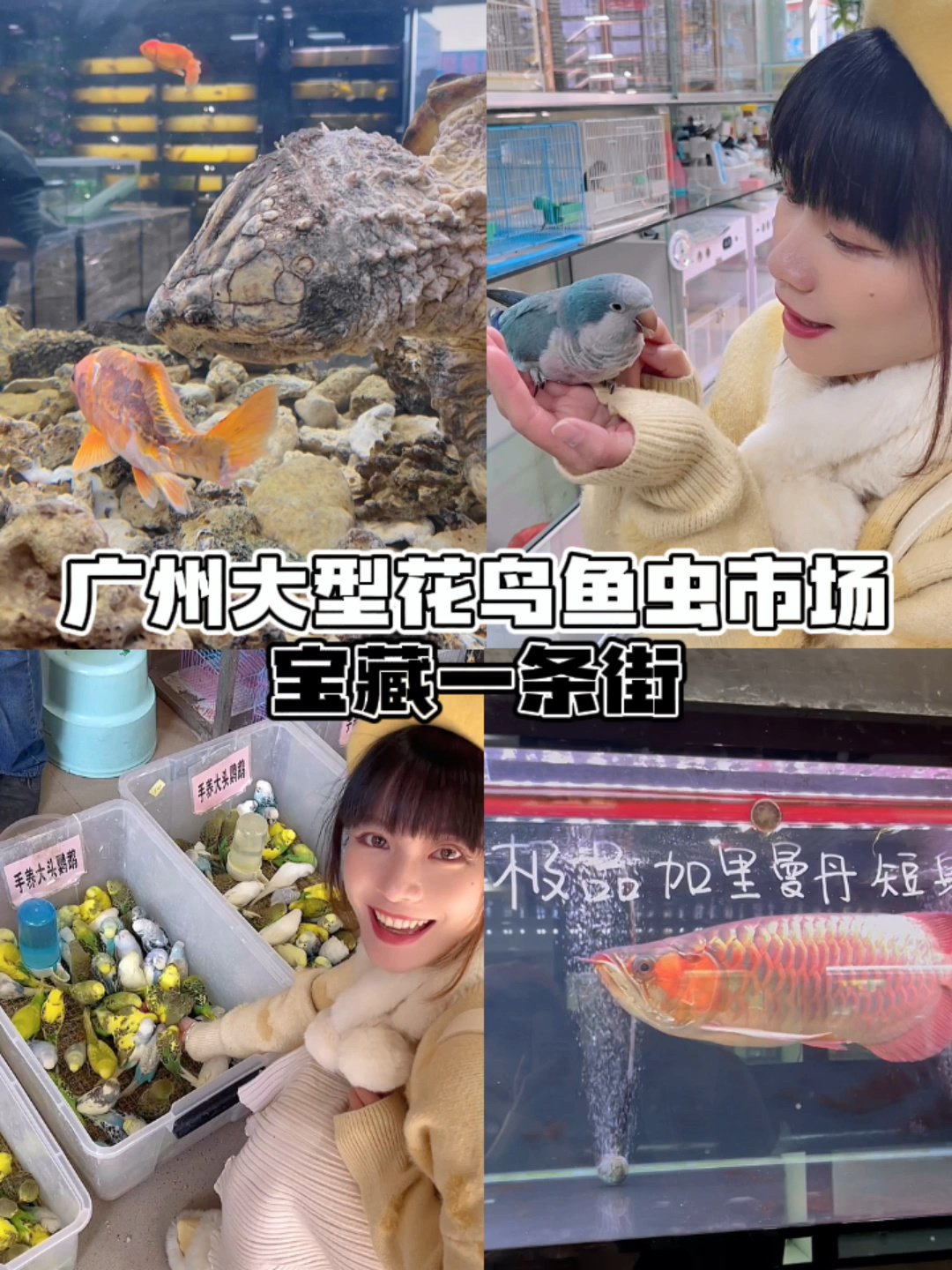 带你逛逛广州大型花鸟鱼虫市场