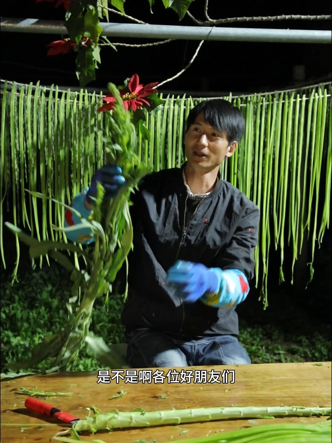 一种生长在云南山咔咔里的奇葩蔬菜——贡菜