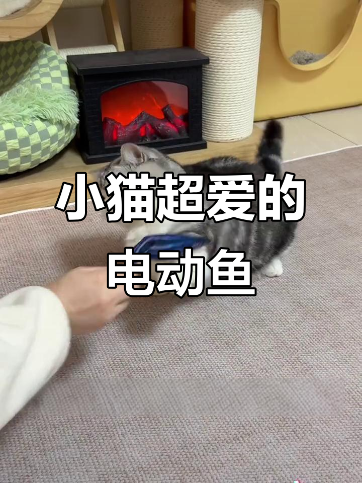 猫咪疯狂喜欢的电动鱼玩具,逗猫神器让小猫不再无聊