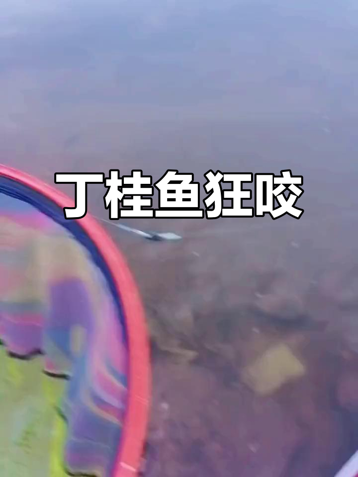 早晨半小时,丁桂鱼疯狂咬钩,路亚飞蝇效果惊人!