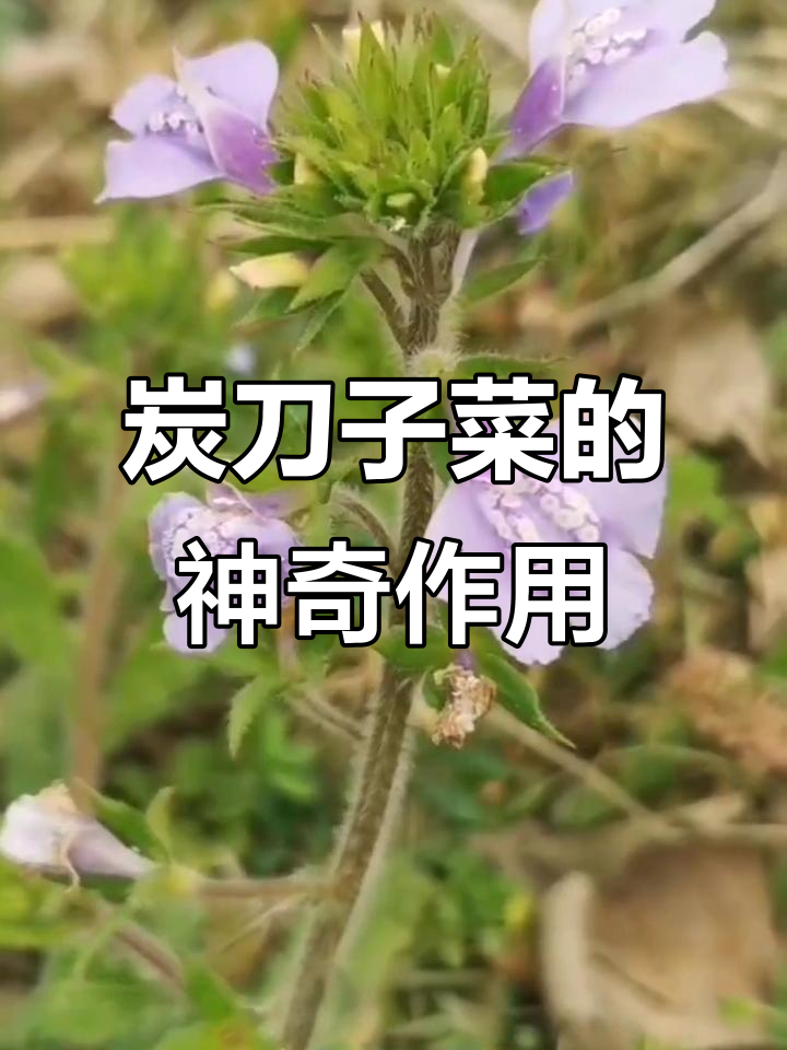炭刀子菜:一种值得了解的田间宝藏,蛇毒治疗良方