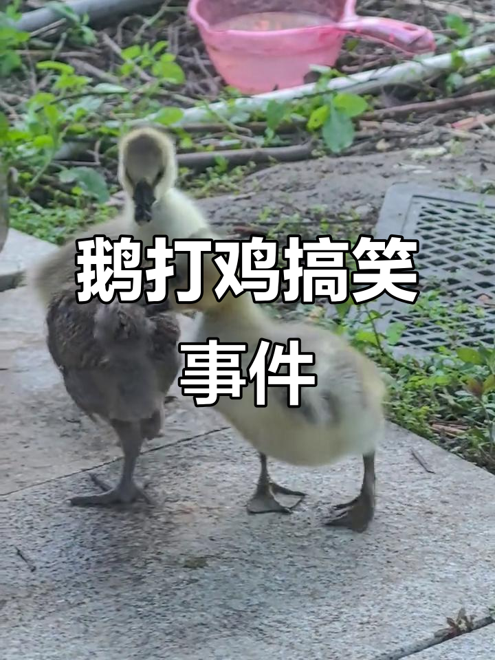 两只鹅欺负一只鸡,结果笑翻了