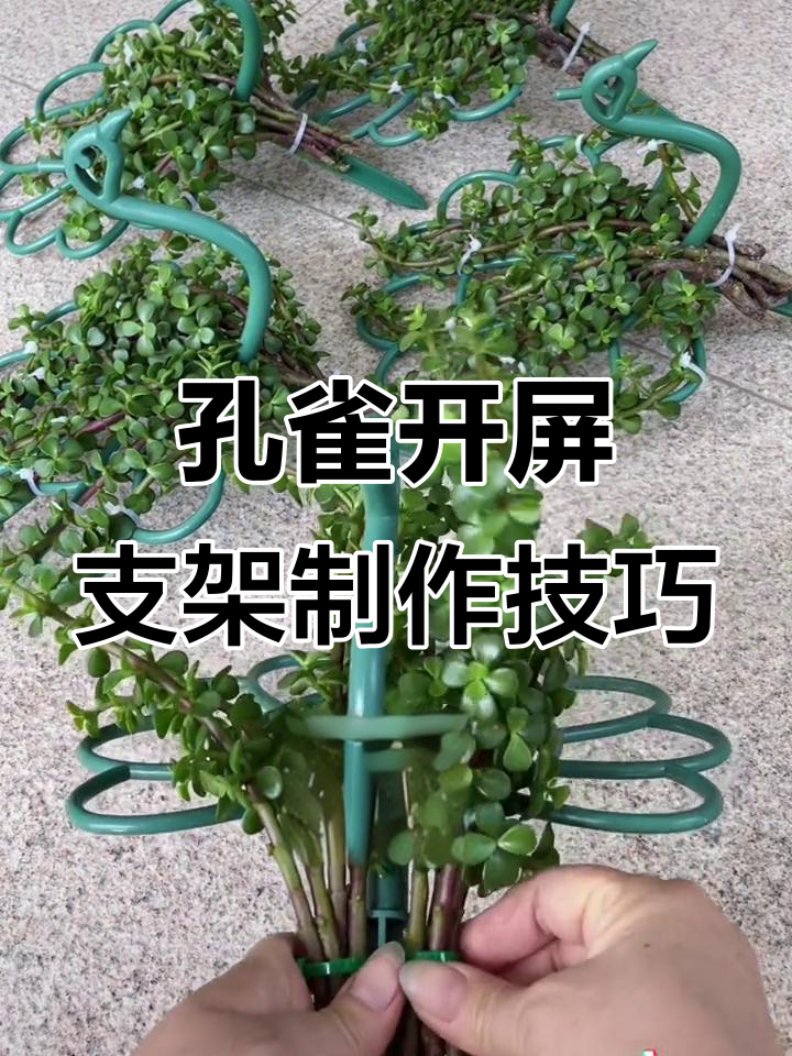 金枝一叶孔雀开屏造型,枝条绑法有讲究